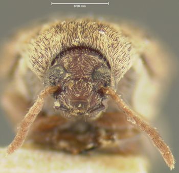 Media type: image;   Entomology 8210 Aspect: head frontal view